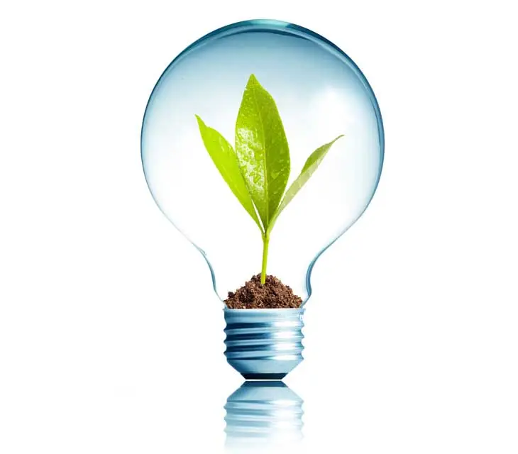 Lightbulb with flower demonstrating C Hanlon Sustainable Businesses